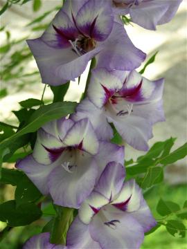 dscn6278.jpg