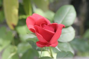 _mg_9742.jpg