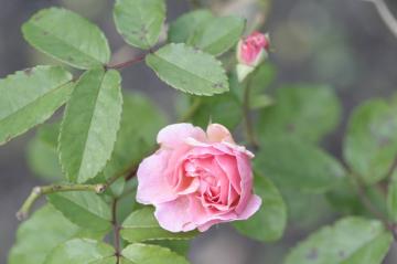 _mg_9954.jpg