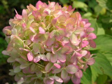 dscn4524.jpg