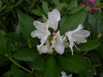 dscn6517.jpg
