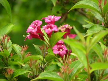 dscn6539.jpg