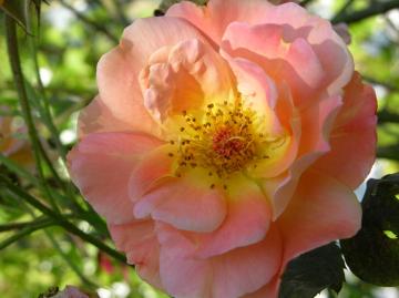 dscn6834.jpg