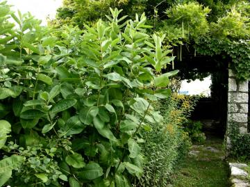 dscn6988.jpg