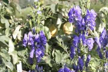 _mg_0714.jpg