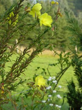 dscn7333.jpg