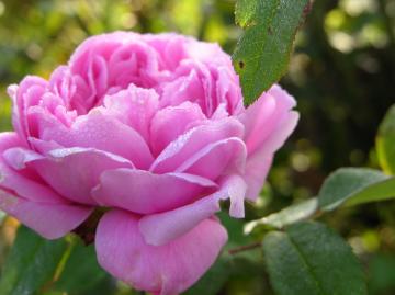 dscn7340.jpg