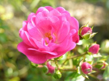 dscn7387.jpg