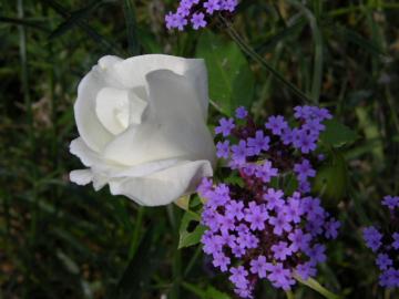 dscn7394.jpg