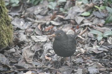 _mg_1339.jpg