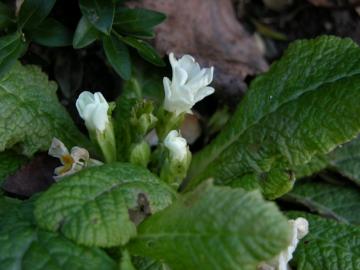dscn8333.jpg