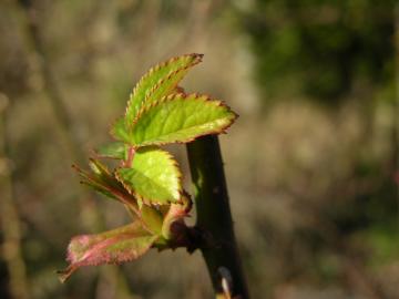 dscn8479.jpg