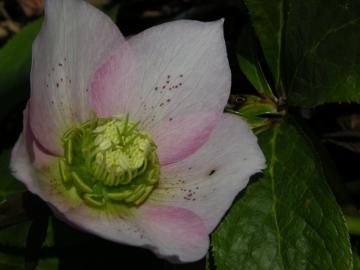 dscn8852.jpg