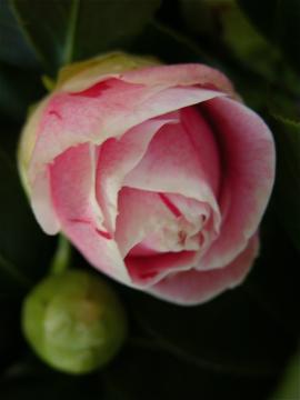 dscn9118.jpg