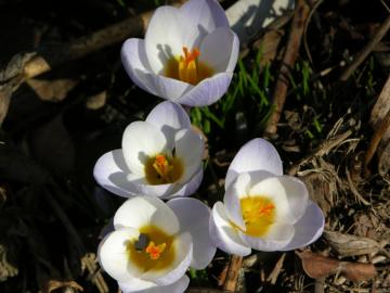 dscn9155.jpg