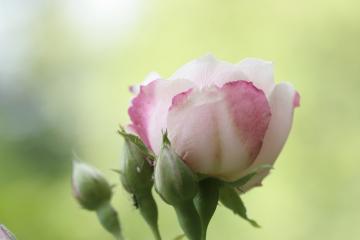 _mg_1809.jpg