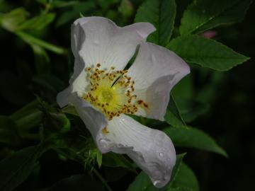 dscn0443.jpg
