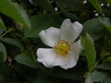 dscn0785.jpg