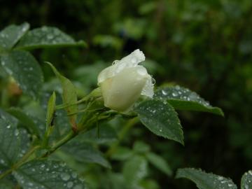 dscn0898.jpg